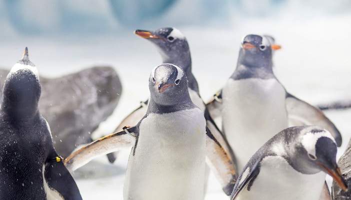 Penguins in icy habitat at Sea Life Konstanz, Germany.