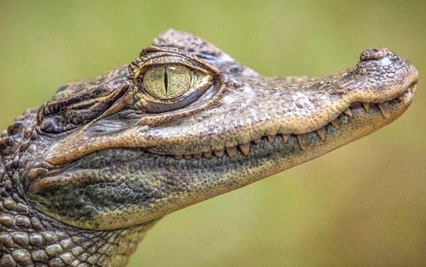 Close-up of an alligator's head in Everglades National Park, Miami airboat tour.