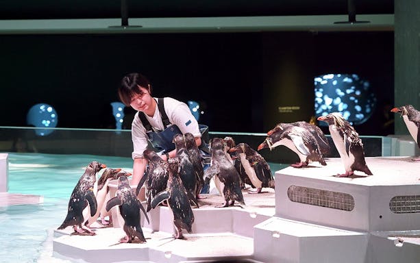 Penguins interacting with a caretaker at AOAO SAPPORO.