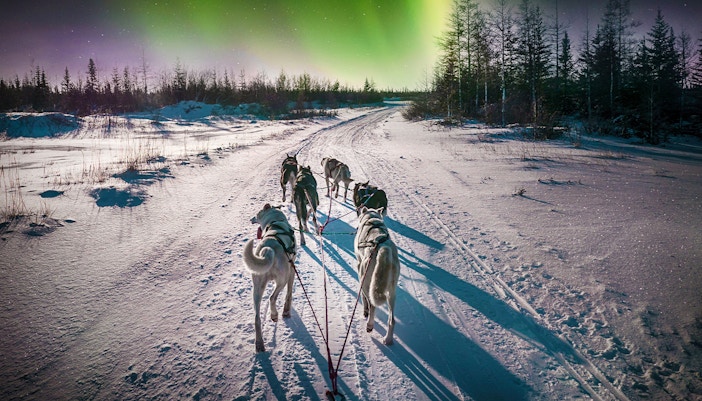 Husky team pulling sleigh under Northern Lights in snowy Rovaniemi, Finland.