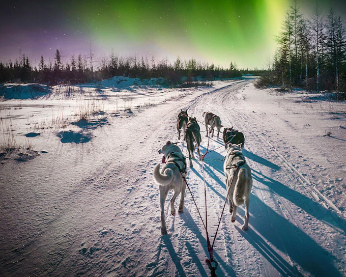 Rovaniemi: Northern Lights Hunting with Husky