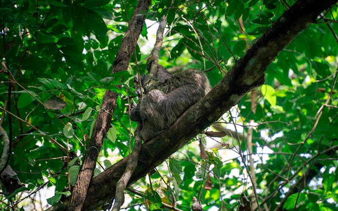 Sloth resting in a tree at Manuel Antonio National Park.
