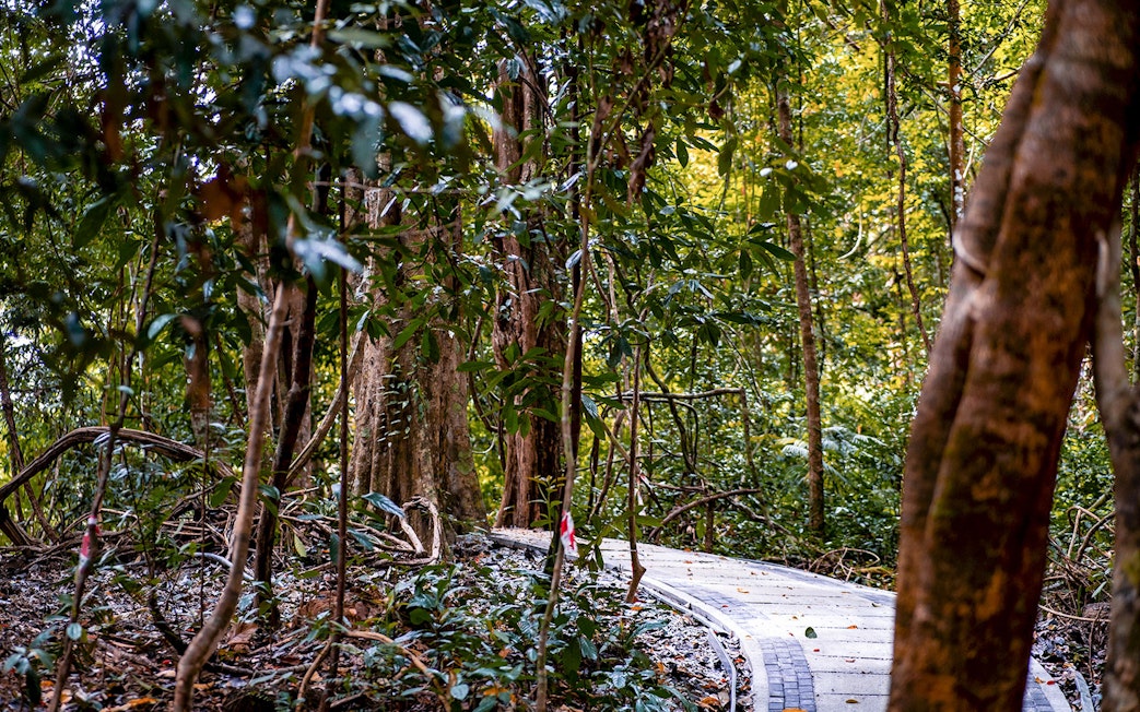 Curved path through lush Dream Forest during the day.