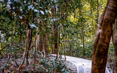 Curved path through lush Dream Forest during the day.