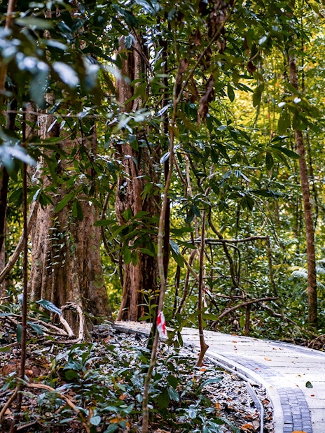 Curved path through lush Dream Forest during the day.