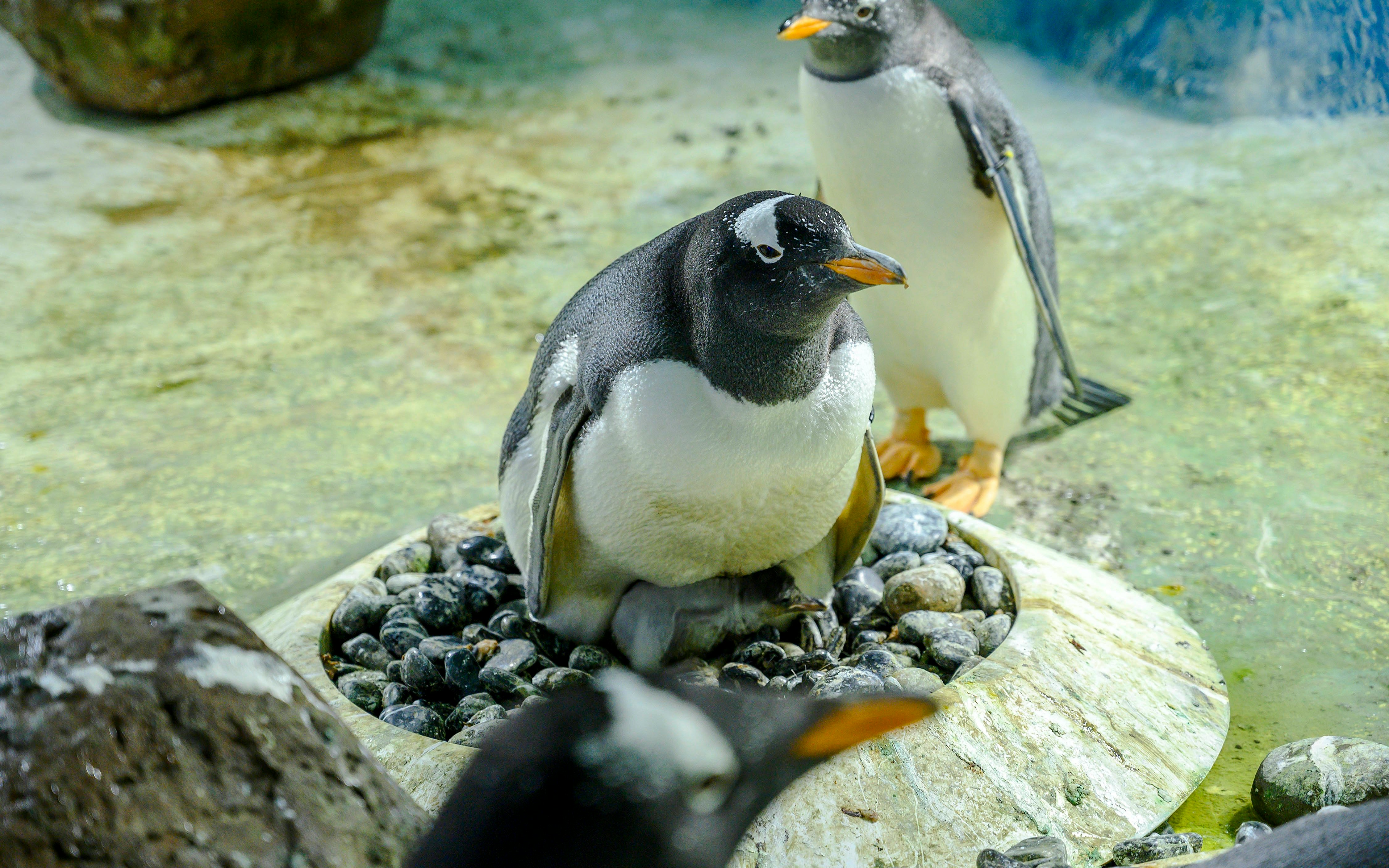 Gentoo penguins nesting on rocks at SEA LIFE Birmingham.