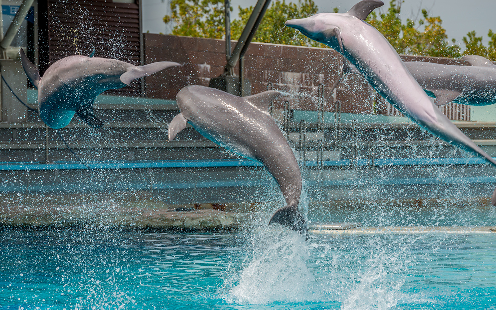 Kyoto Aquarium Tickets - Dolphin Stadium