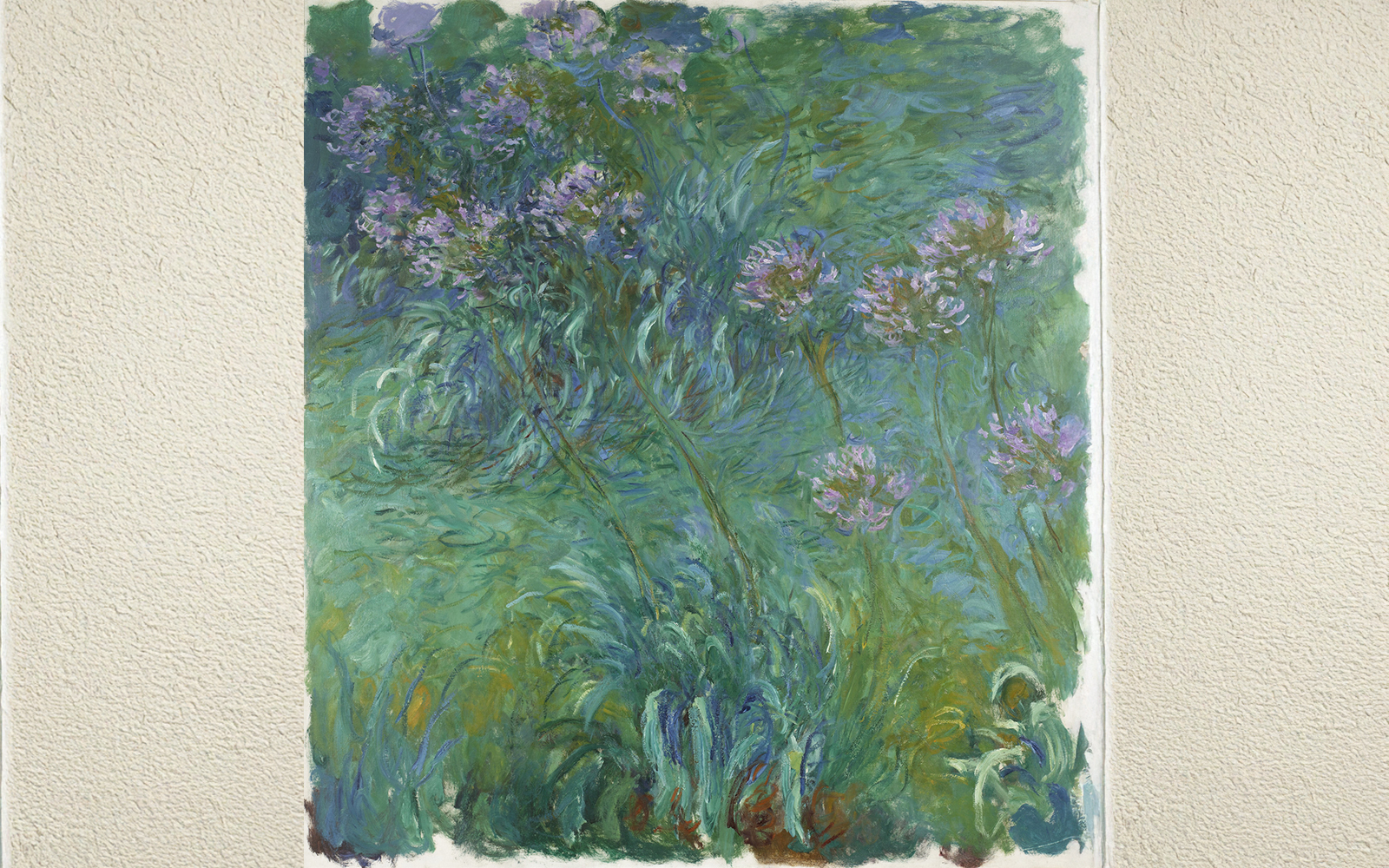 Agapanthus (1914-26)