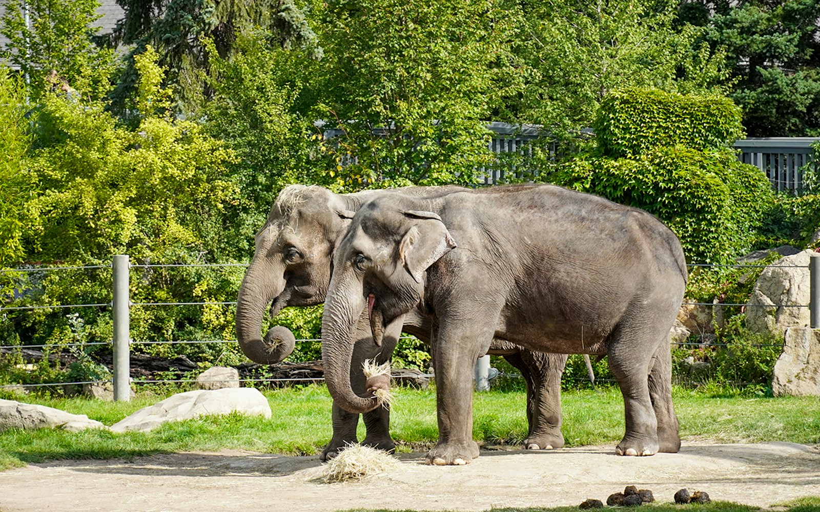 Elephants interacting in their enclosure at Bronx Zoo.