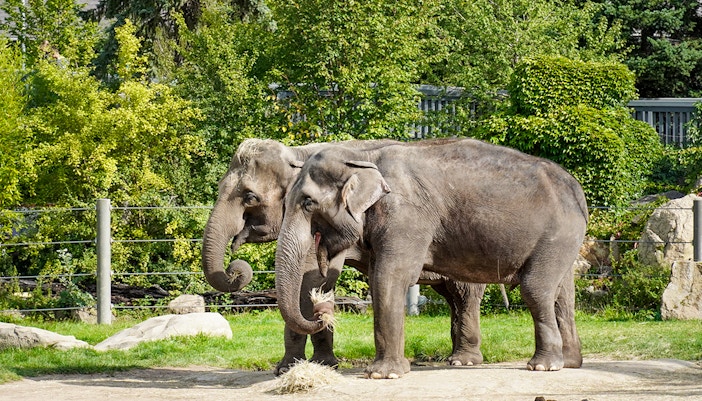 Prague Zoo - Elephants