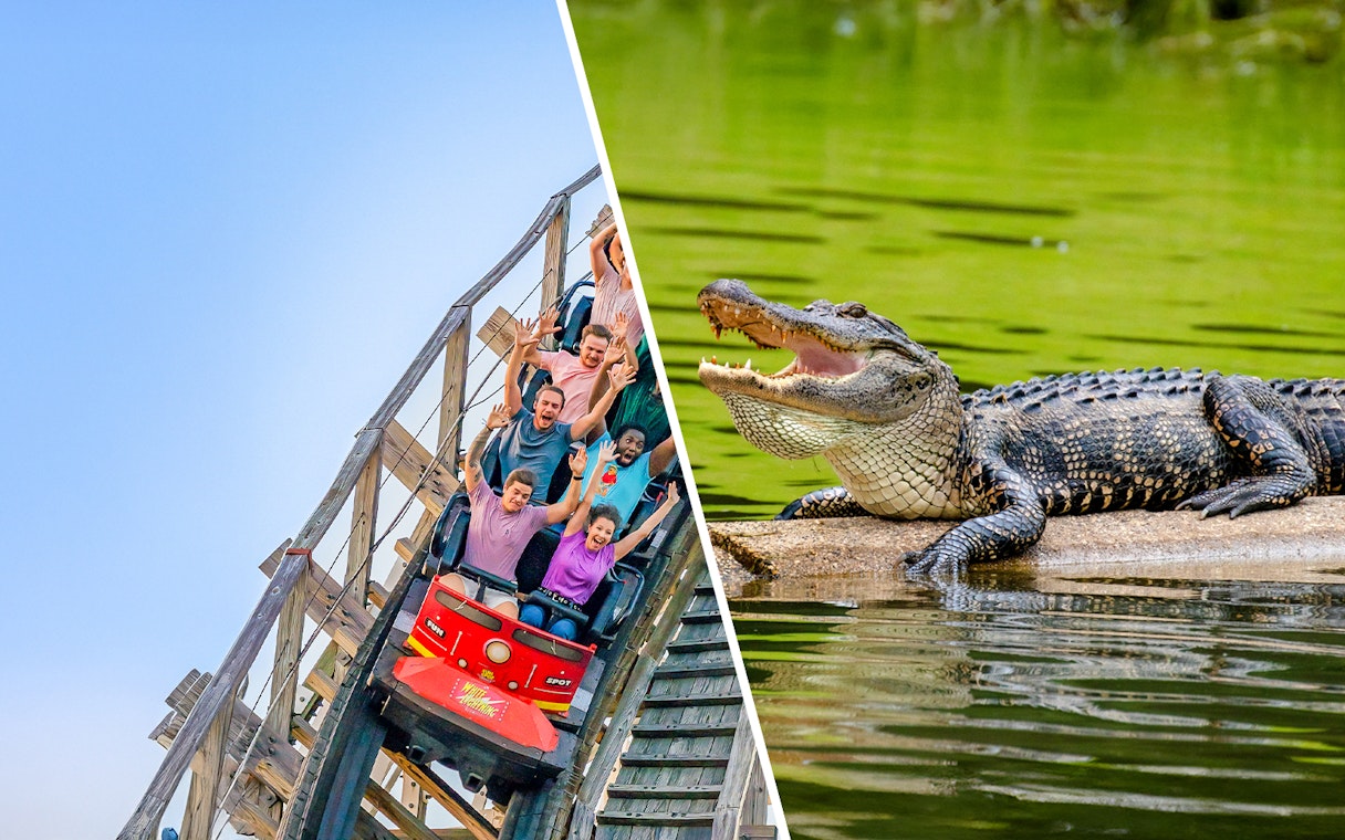 Roller coaster at Fun Spot America and alligator at Gatorland, Orlando combo tour.