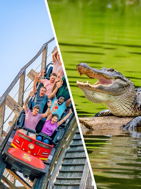 Roller coaster at Fun Spot America and alligator at Gatorland, Orlando combo tour.