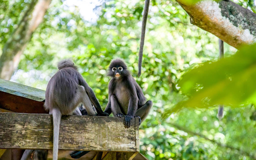 Dusky leaf monkeys on a wooden platform at Zoo Melaka, Malaysia.