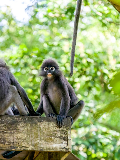 Dusky leaf monkeys on a wooden platform at Zoo Melaka, Malaysia.