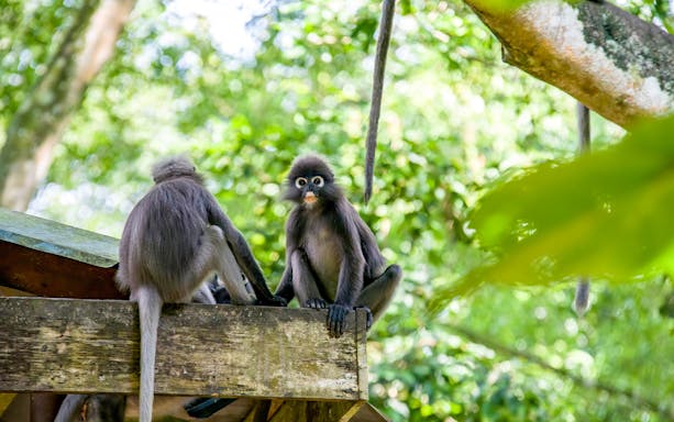a'famosa melaka: safari wonderland tickets-4