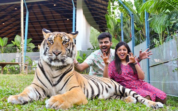 Visitors posing with a tiger at Tiger Park during a 6-hour tour with hotel transfers.