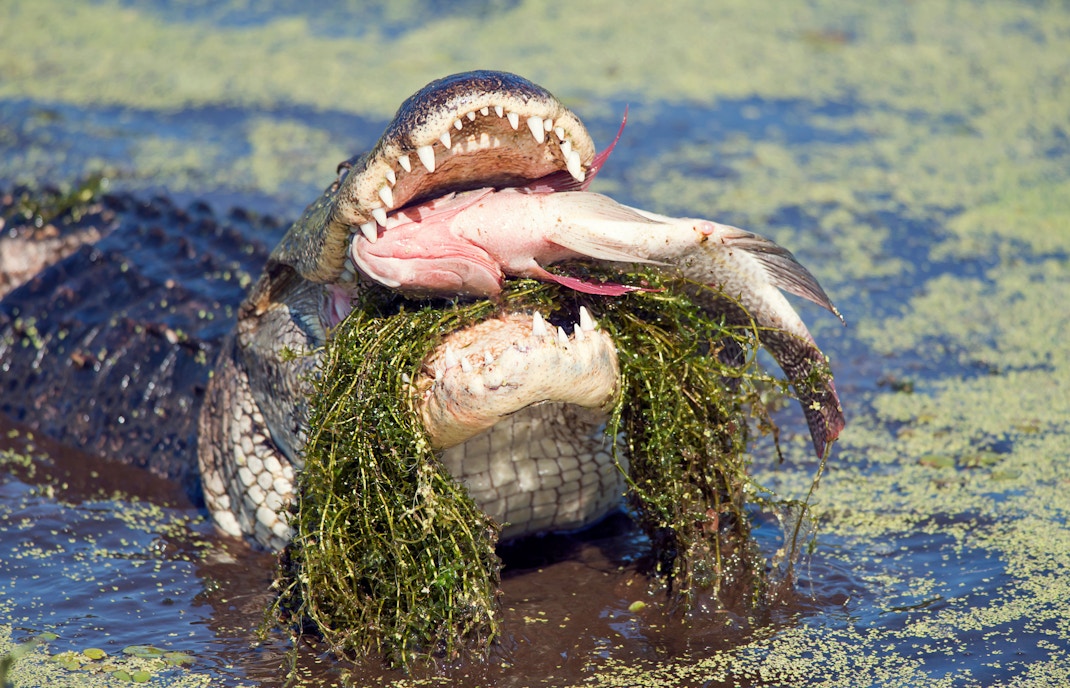 Alligator eating fish at Gatorland