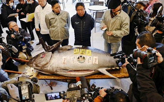 Toyosu tuna auction with large tuna surrounded by people and cameras in Tokyo, Japan.