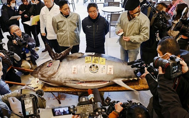 Toyosu tuna auction with large tuna surrounded by people and cameras in Tokyo, Japan.