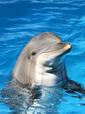 Dolphin swimming at Clearwater Beach Tours, Orlando.