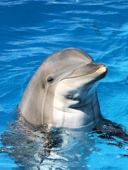 Dolphin swimming at Clearwater Beach Tours, Orlando.