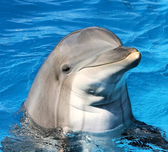 Dolphin swimming at Clearwater Beach Tours, Orlando.
