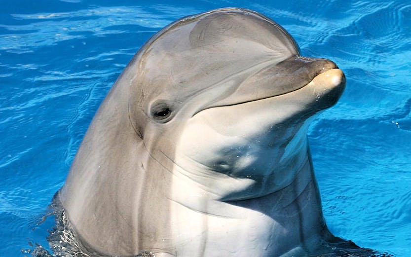 Dolphin swimming at Clearwater Beach Tours, Orlando.