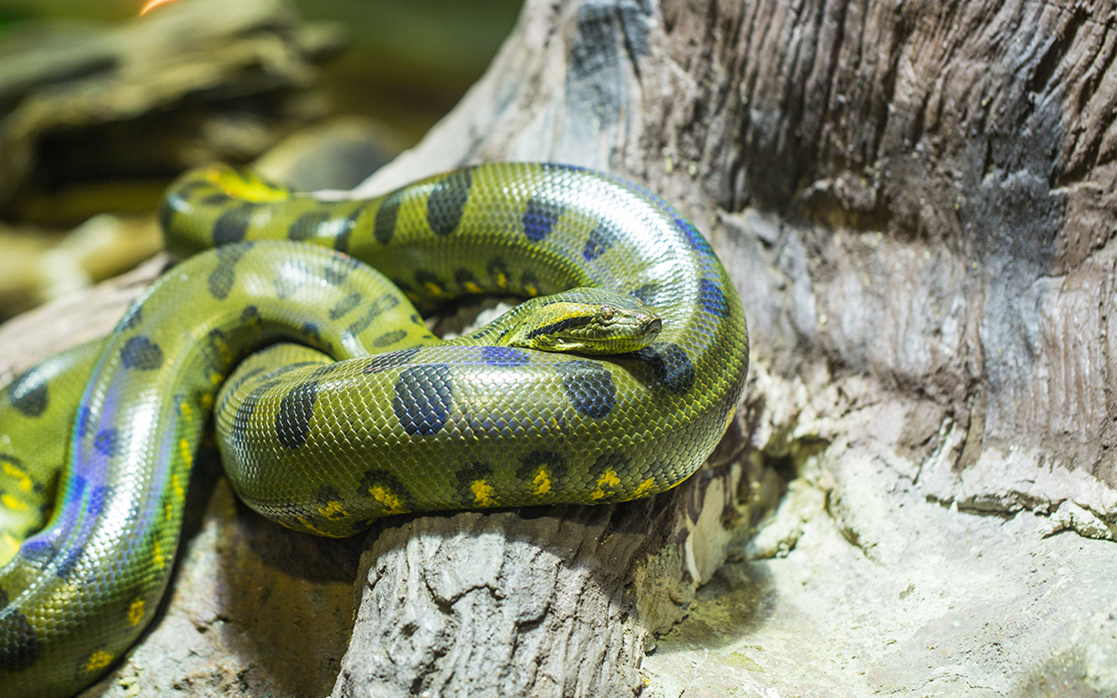 Green anaconda resting on a log at Seville Aquarium.