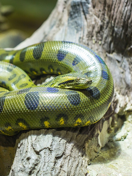 Green anaconda resting on a log at Seville Aquarium.