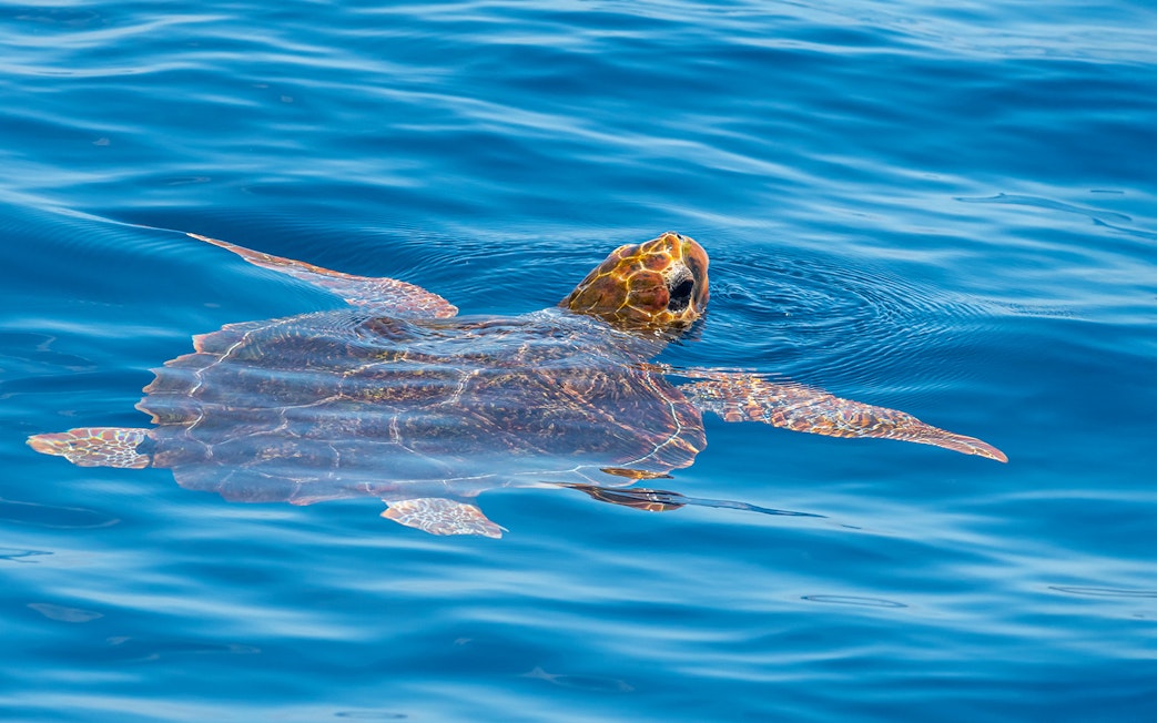 Turtle swimming in the ocean near Tenerife.
