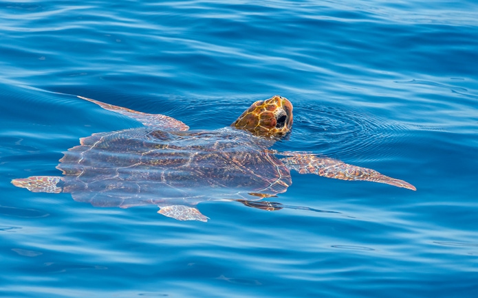 Turtle swimming in the ocean near Tenerife.