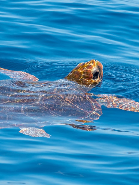 Turtle swimming in the ocean near Tenerife.
