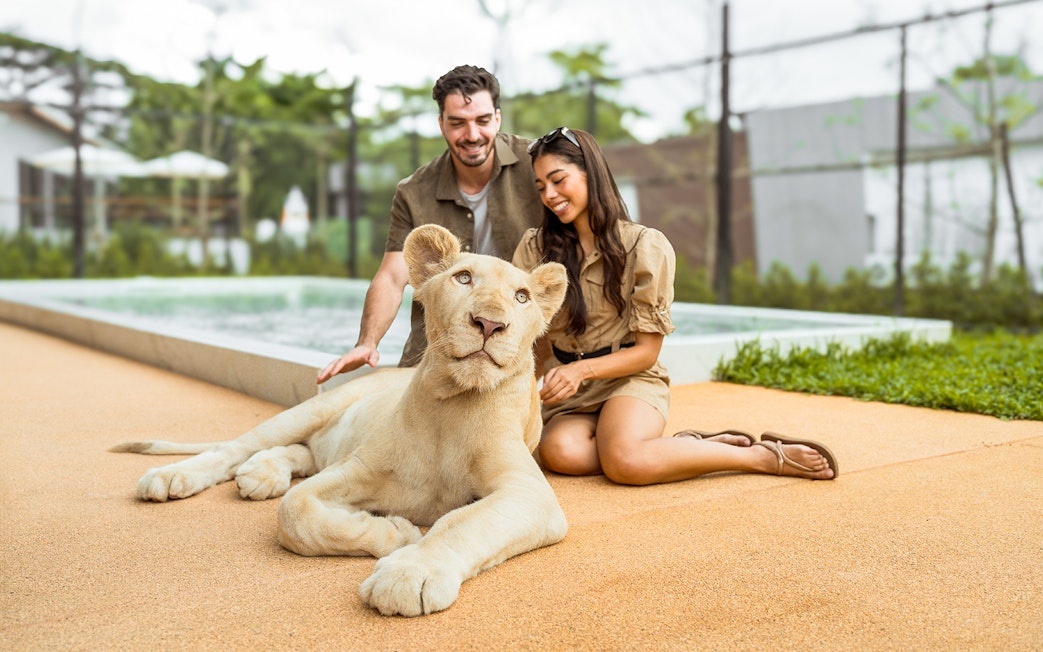 Couple sitting with a lioness at Lion Land Phuket.