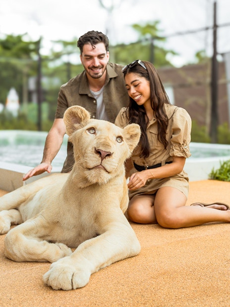 Couple sitting with a lioness at Lion Land Phuket.