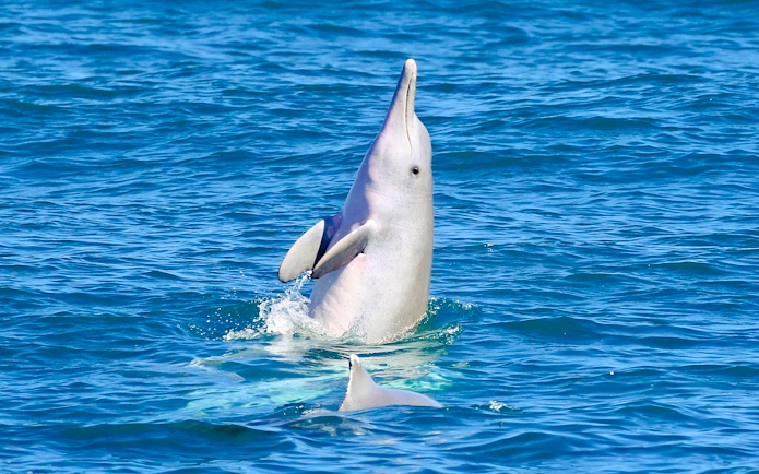 Dolphin leaping from the water during eco cruise, Fraser Island, K'gari.