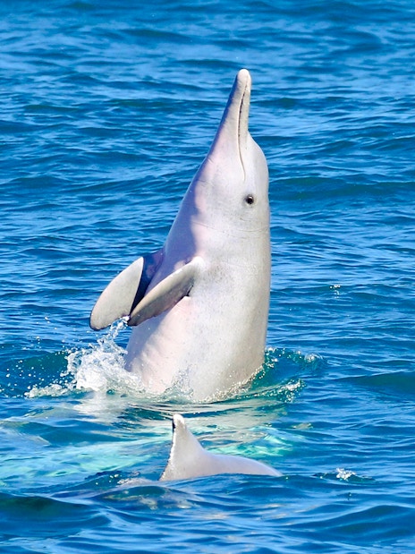 Dolphin leaping from the water during eco cruise, Fraser Island, K'gari.