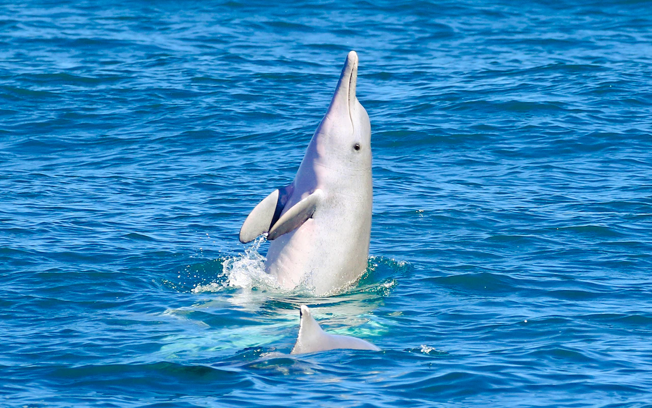 From Hervey Bay: K'gari (Fraser Island) Dolphin Eco-Sailing Cruise — 5