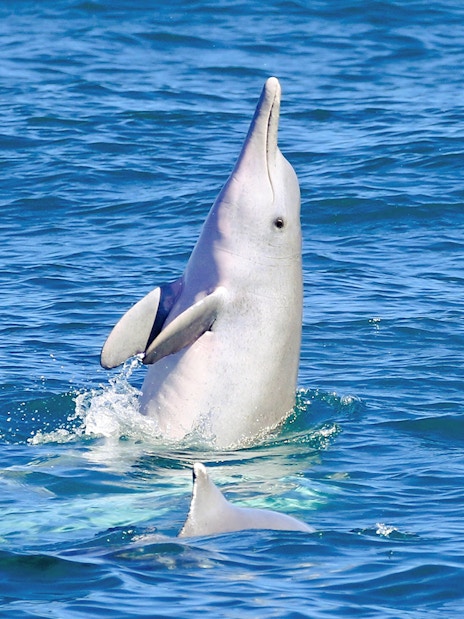Dolphin leaping from the water during eco cruise, Fraser Island, K'gari.