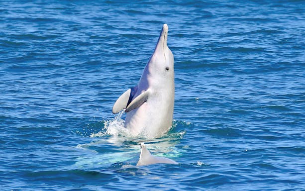 Dolphin leaping from the water during eco cruise, Fraser Island, K'gari.