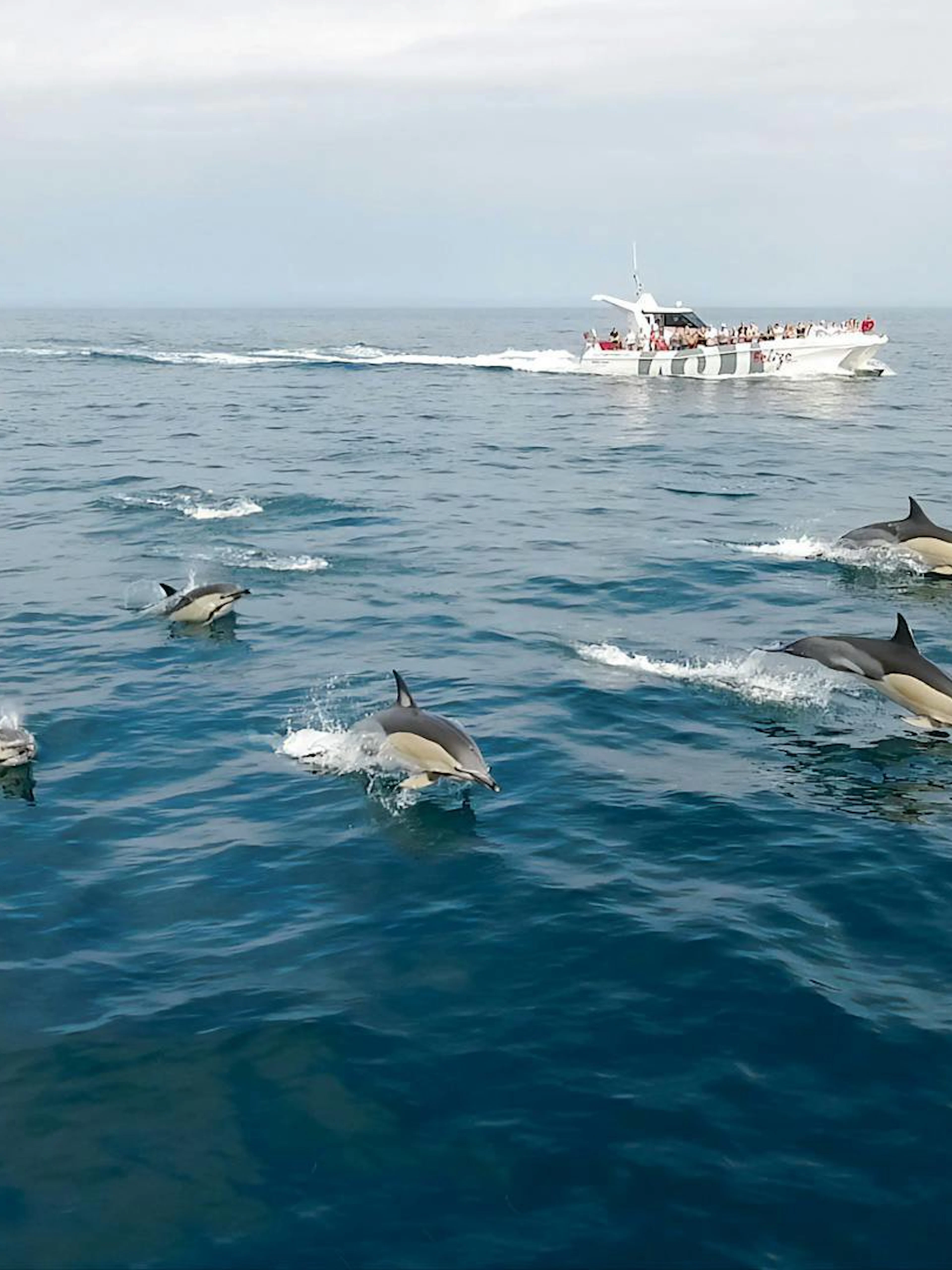 from lagos: benagil caves & dolphin watching catamaran cruise-1