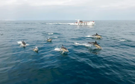 From Lagos: Benagil Caves & Dolphin Watching Catamaran Cruise