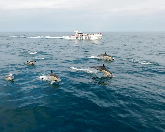 From Lagos: Benagil Caves & Dolphin Watching Catamaran Cruise