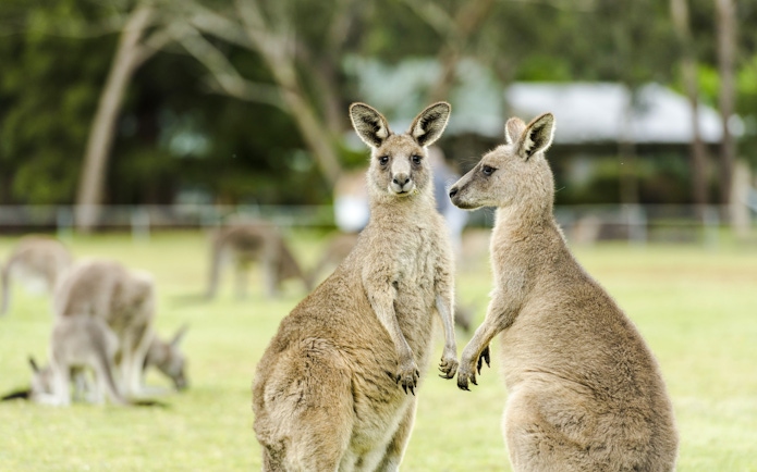 Kangaroos grazing in Yarra Valley, Australia.