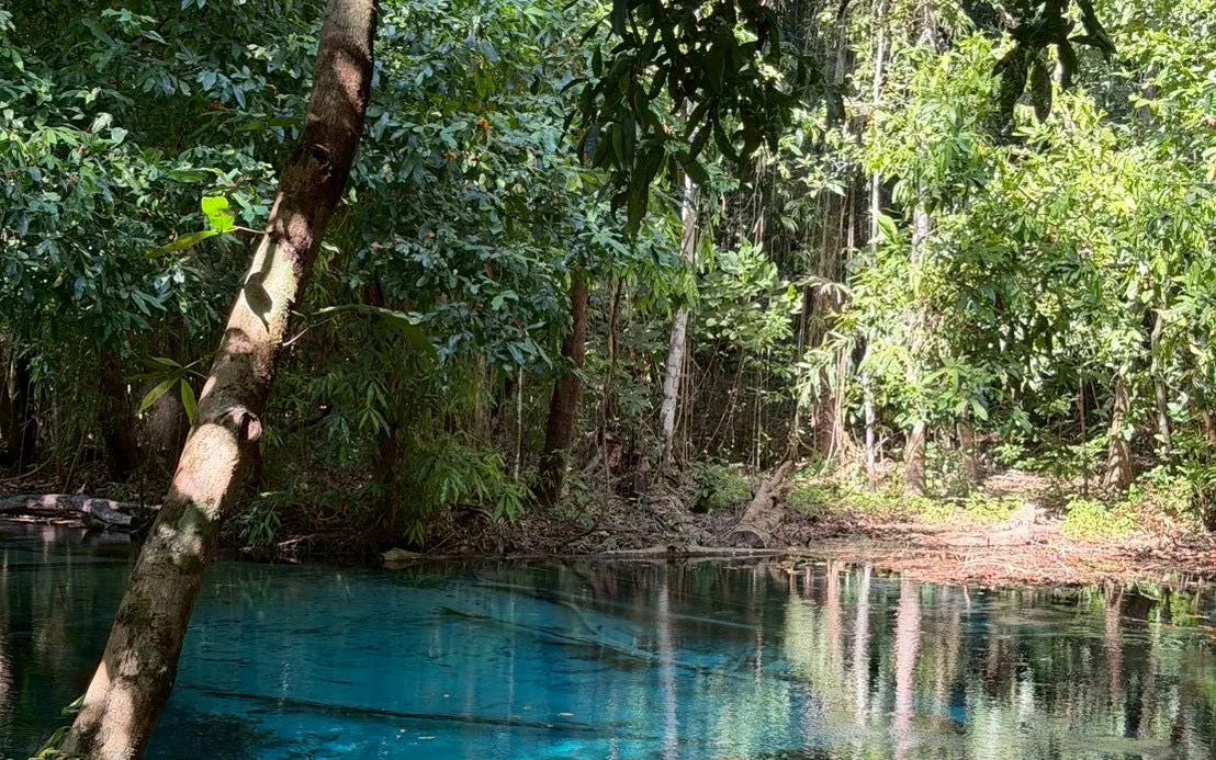Emerald Pool surrounded by lush forest in Krabi Jungle Tour.
