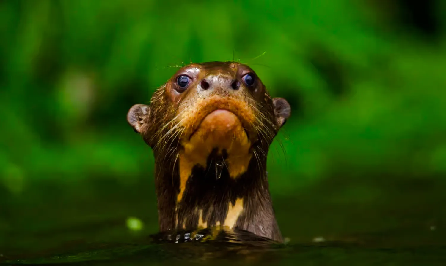 from cusco: 5-day manu national park amazon wildlife tour-8