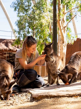 Trainer feeding kangaroos at Sydney WILD LIFE park.