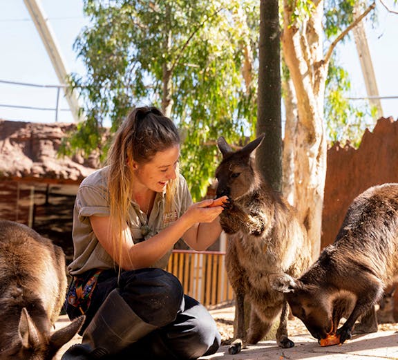 Trainer feeding kangaroos at Sydney WILD LIFE park.