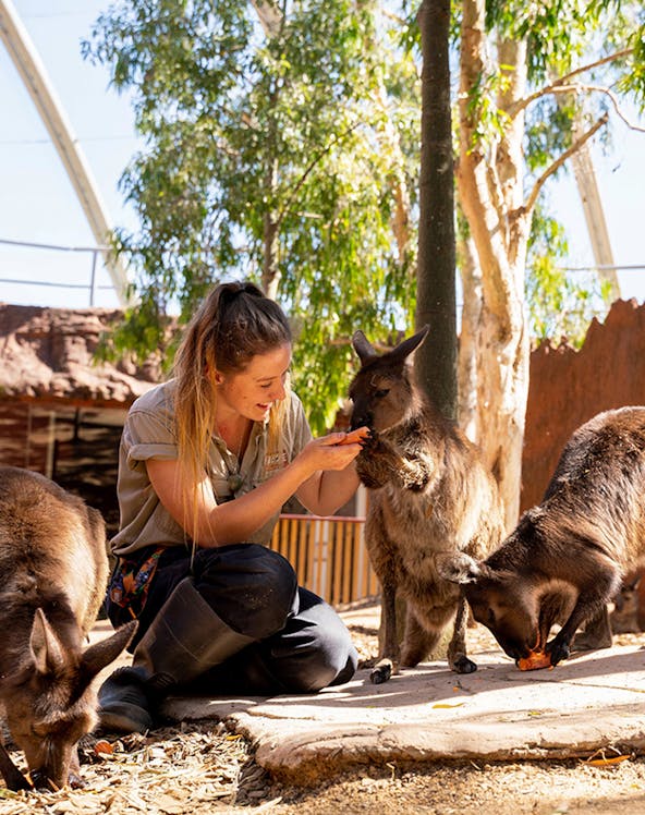 Trainer feeding kangaroos at Sydney WILD LIFE park.