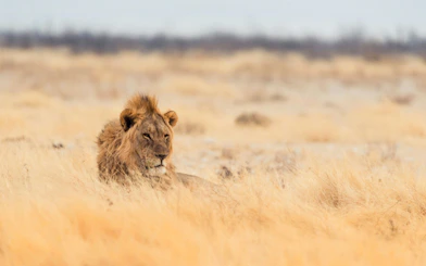 Lion resting in dry grassland, Namibia safari.
