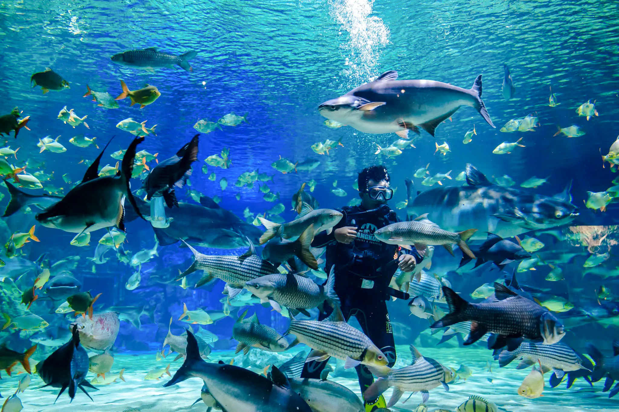 Diver surrounded by fish at Angkor Wildlife and Aquarium, Siem Reap.